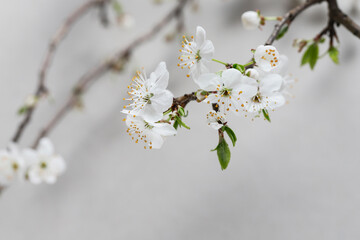 Crataegus commonly called hawthorn, thornapple on grey background.
