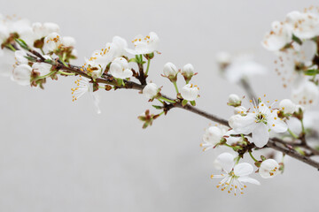 Crataegus commonly called hawthorn, thornapple on grey background.