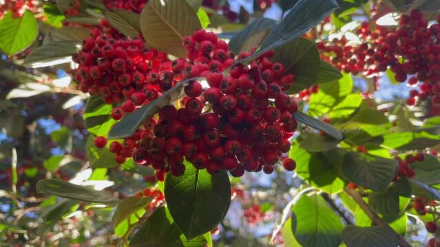 Cotoneaster Cotoneaster Watereri Tree - Abundant Red Berries on a sunny day and slight wind natural background