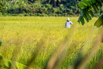 A Farmer In His Field And Harvesting The Weeds Around  . Peasant Removing Grass Weeds From Field