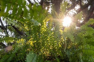 Green fern in sunlight glowing green