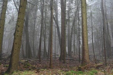 Obraz premium Nebel im Fichtenwald 