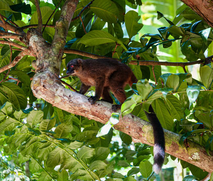 Lemurien de Madagascar