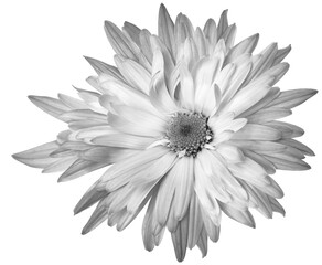 White-black  chrysanthemum flower  on    isolated background with clipping path. Closeup..  Transparent background.  Nature.