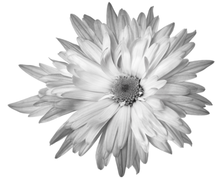 White-black  chrysanthemum flower  on    isolated background with clipping path. Closeup.  Transparent background.  Nature.