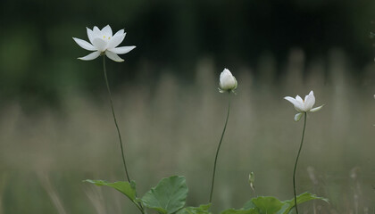 Dew-Kissed Daisies in Morning Meadow | Nature's Tiny Treasures Close-Up | Springtime Floral Glow