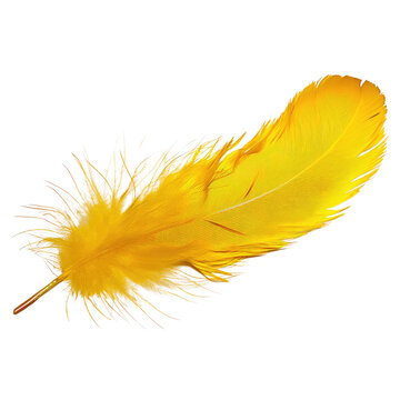 yellow feather isolated on transparent background