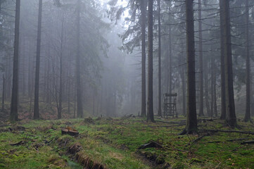 Jagdhochsitz in einem nebligen Fichtenwald im Vorfrühling