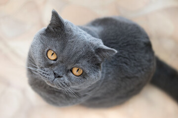 Portrait of a blue British cat with big eyes close-up.