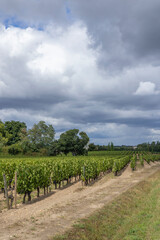 Typical vineyards near Pomerol, Aquitaine, France