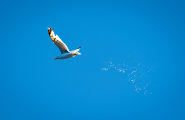 seagull droppings in flight