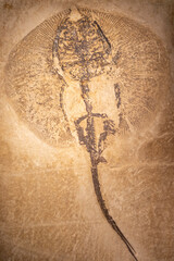 Fossilised sting ray