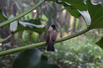 close up of Kutilang or Sooty Headed Bulbul bird