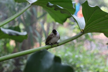 close up of Kutilang or Sooty Headed Bulbul bird