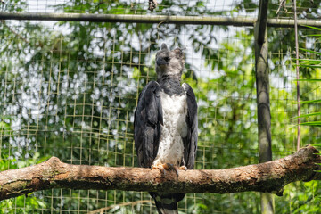 A bird of prey sits on a branch in a rainforest in South America