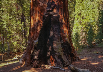 Giant tree in the The Kings canyon and Sequoia national Park,Ca,USA