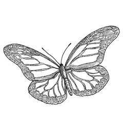 Vector contour drawing of a butterfly in a simple style, hand-drawn. Isolated butterfly pattern on transparent background