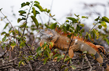 Closeup of tropical iguana in Florida