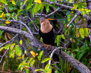 The snakebird among the tree branches.