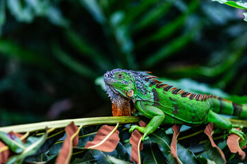 Captivating Close-Up: A Green Iguana Perched on a Branch Against a Lush Green Background
