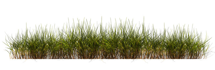 small green grass isolated on transparent background.
