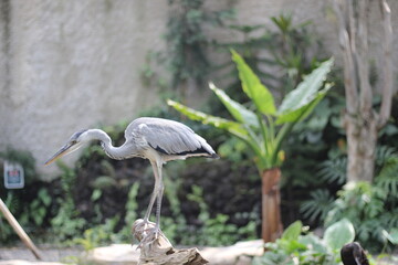 close up of the Cangak Abu or Ardea Cinerea bird