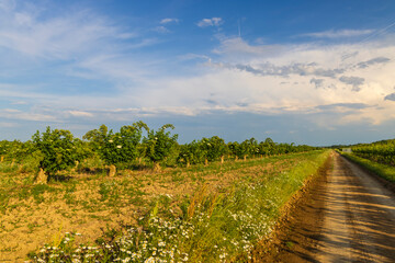 Fototapeta na wymiar Blooming elderberries orchard, Zemplin hills, Hungary