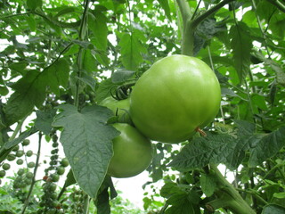 Green and red tomatoes on the branch in a green house.
