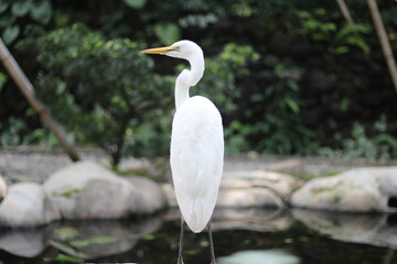 close up of a Kuntul Besar or Ardea Alba bird