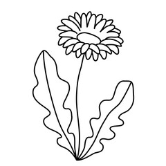 Gerbera flower, black and white flower image For children's coloring
