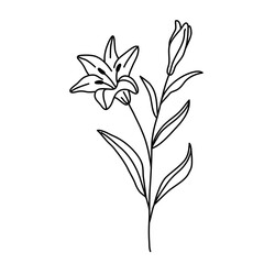 lily flower black and white flower image For children's coloring