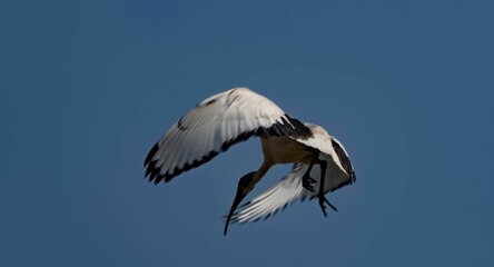 African sacred ibis in flight against blue sky