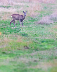 Naklejka na ściany i meble Young roe deer in in Hortobagy National Park, UNESCO World Heritage Site, Puszta is one of largest meadow and steppe ecosystems in Europe, Hungary