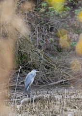 Gray heron (Ardea cinerea) near National park Podyji, Southern Moravia, Czech Republic