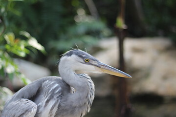 close up of the Cangak Abu or Ardea Cinerea bird