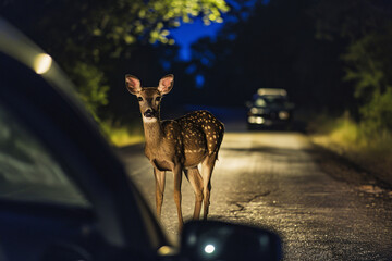 A young deer on the road in the headlights of a car, accident hazard, deer crossing