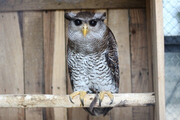 close up of the Beluk Jampuk bird or Bubo Sumatranus