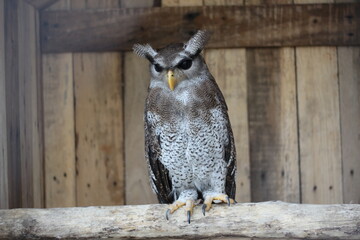 close up of the Beluk Jampuk bird or Bubo Sumatranus