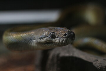 close up of Papuan Water Python or Apodora Papuana or Papuan Olive Python