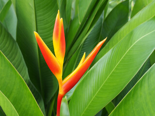 vibrant orange heliconia flower with tropical green leaves, exotic plant in rainforest garden