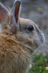 rabbit portrait