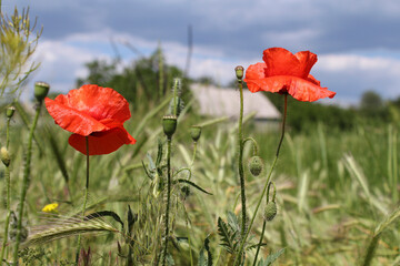 Obraz premium poppies in the village in summer
