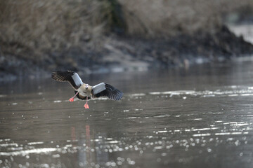 Graugans Wasser Vogel im Landeanflug aus der Luft an der Fluß Mündung