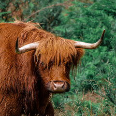 Scottish Highland Cow (close up)