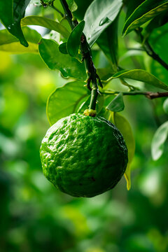 Bergamot weighs on a branch in the garden. Selective focus.