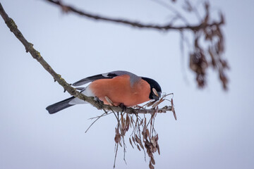A male Eurasian bullfinch sits on a branch and eats dry maple tree seeds towards the camera lens on...