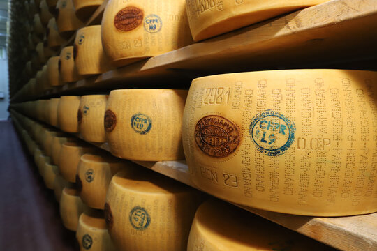 Modena, Emilia Romagna, Italy, January 2024, phases of the processing of Parmigiano Reggiano cheese, a typical dairy product famous throughout the world