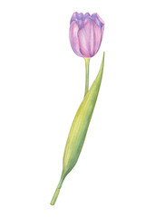 Pink Tulip Flower isolated watercolor illustration painting botanical art transparent white background greeting card stationary wedding bridal home decor