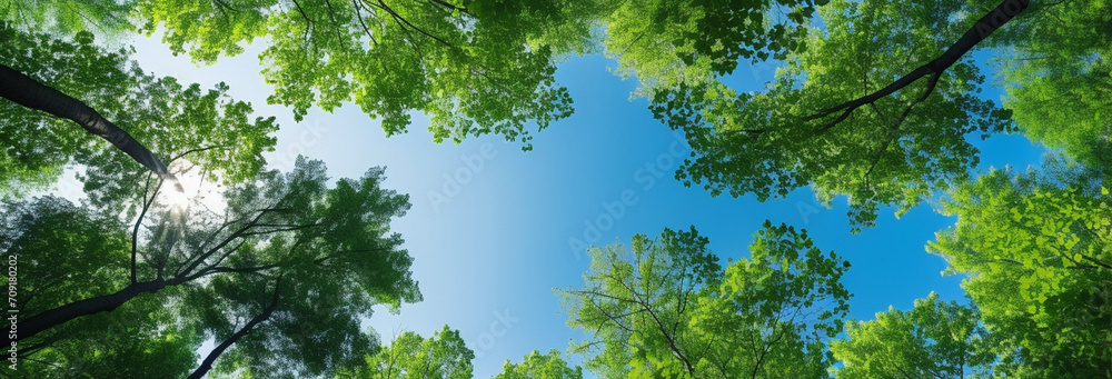 Poster green tree forest with blue sky