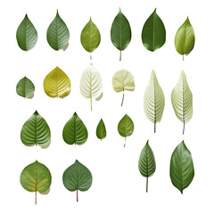 set of leaves on a transparent background, PNG is easy to use.